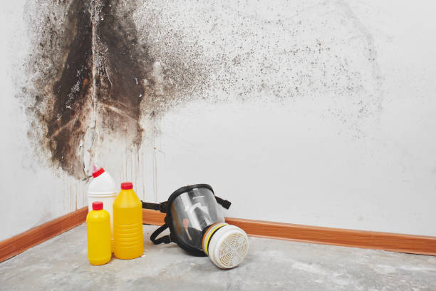 Best Mold Removal Company Near Me  in Land O Lakes, FL