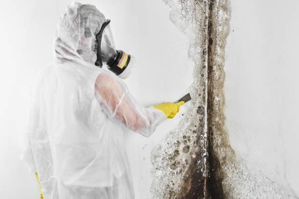 Best Commercial Mold Removal  in Land O Lakes, FL