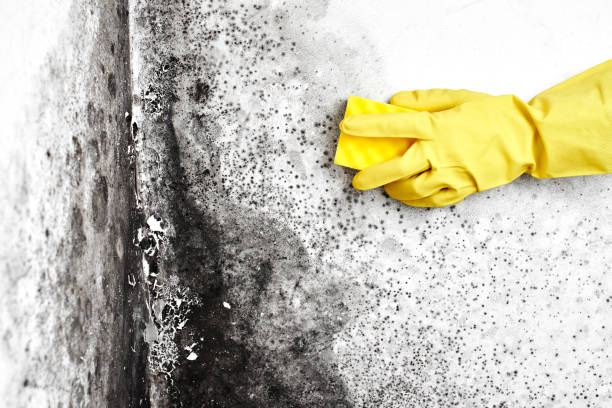 Best Residential Mold Removal  in Land O Lakes, FL