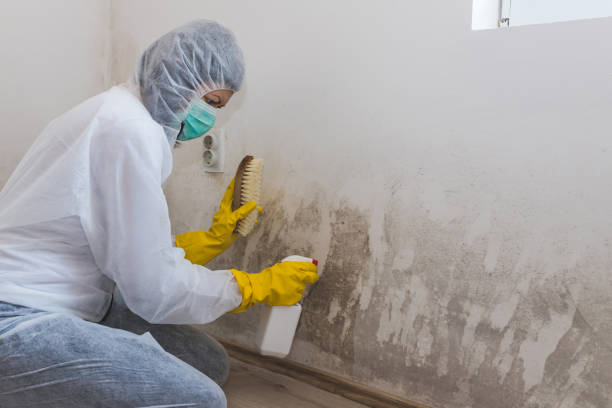 Best Black Mold Removal  in Land O Lakes, FL