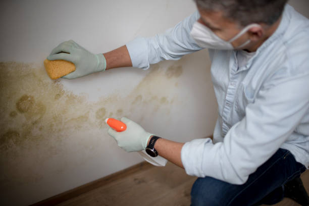 Best Home Mold Removal  in Land O Lakes, FL