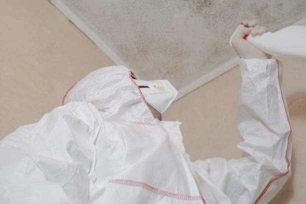 Best Same-Day Mold Removal  in Land O Lakes, FL