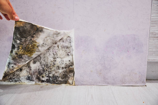 Land O Lakes, FL Mold Removal Company